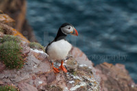 Puffin at Duncansby Head, Scotland